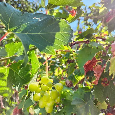 Milada Appartamento *