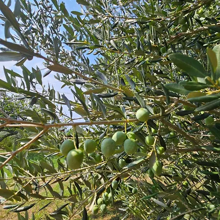 Appartamento Milada Banjol